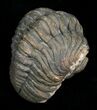 Bargain Phacops Trilobite from Morocco #5079-2